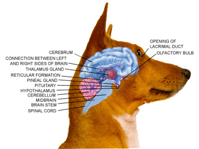 psychology_dog_brain.jpg